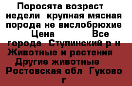 Поросята возраст 4 недели, крупная мясная порода(не вислобрюхие ) › Цена ­ 4 000 - Все города, Ступинский р-н Животные и растения » Другие животные   . Ростовская обл.,Гуково г.